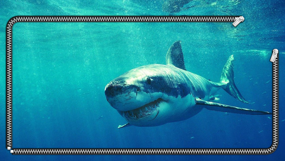 Great White Shark Wallpaper featuring Animal, Lockscreen, Nature, Abstract / Arts - Perfect PS Vita Wallpaper