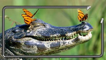 Crocodile Wallpaper featuring Animal, Lockscreen, Nature - Perfect PS Vita Wallpaper